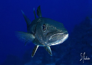 This image of a Barracuda was taken during a dive at Colu... by Steven Anderson 